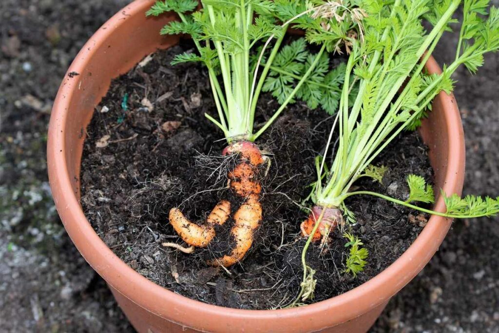 Easily Grow Carrots In Buckets