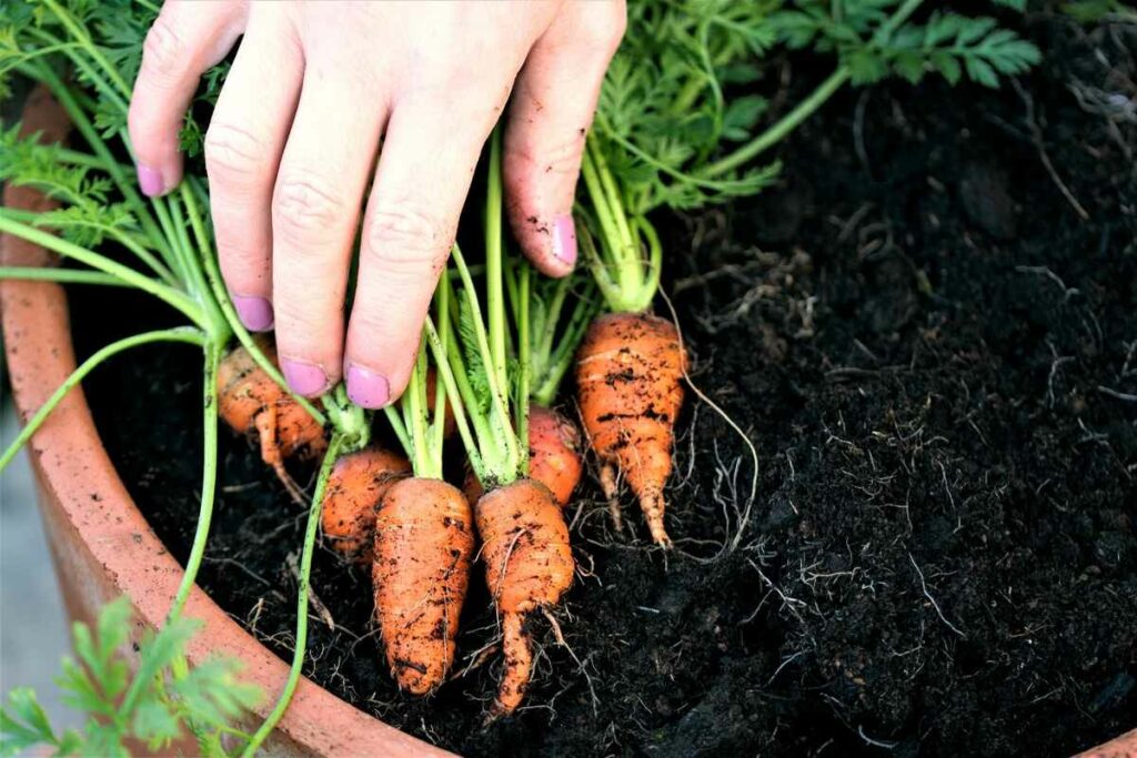 Easily Grow Carrots In Buckets