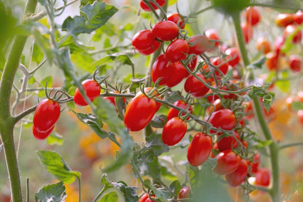 Grow Grape Tomatoes: Tips For A Bountiful Harvest