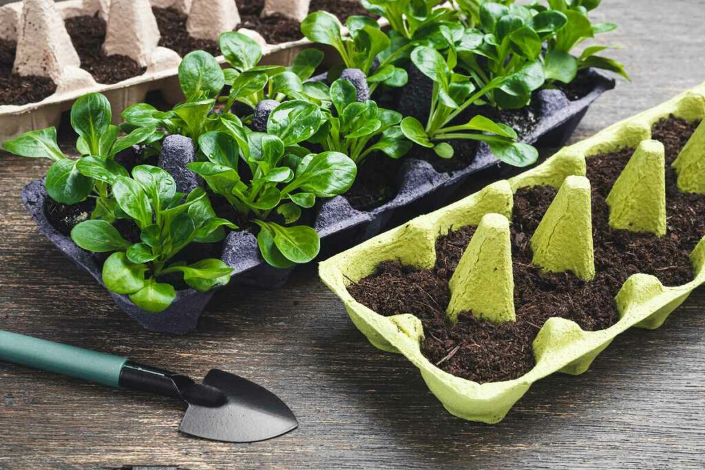 Grow Lambs Lettuce All Winter Long!