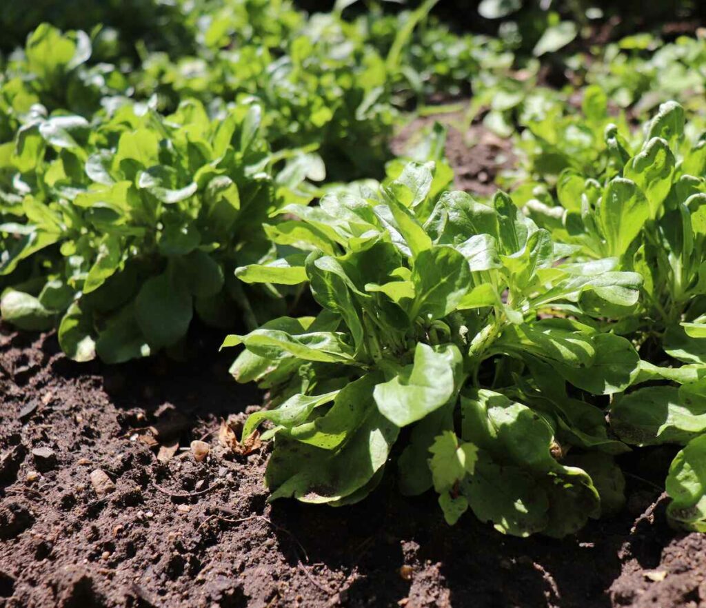 Grow Lambs Lettuce All Winter Long!