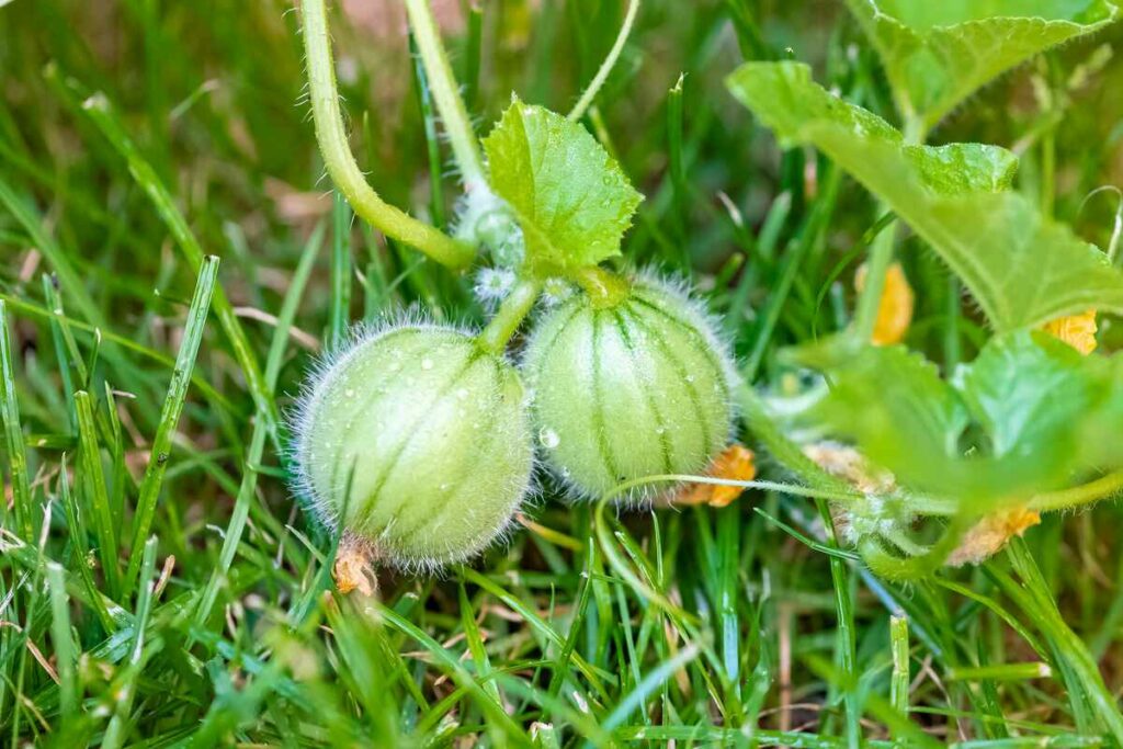 Growing Rockmelons: Tips For A Sweet Harvest