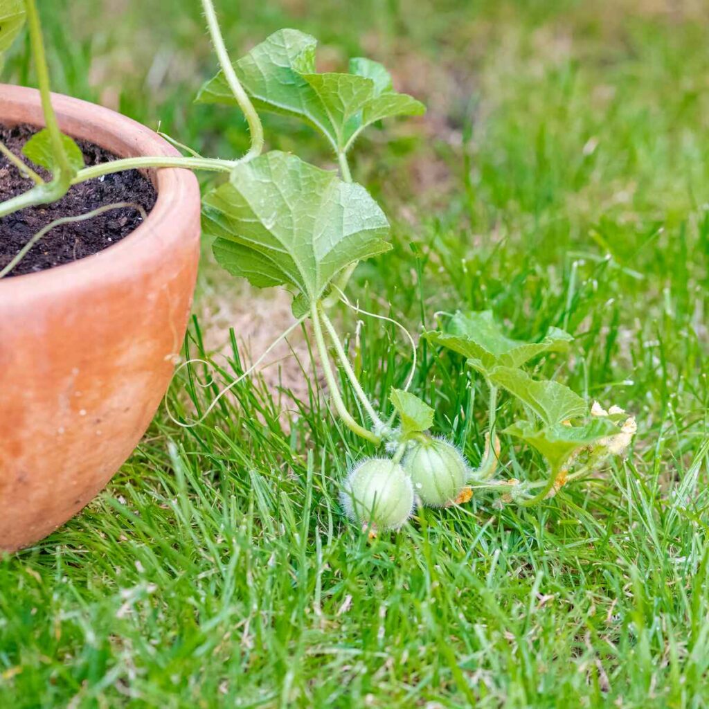 Growing Rockmelons: Tips For A Sweet Harvest