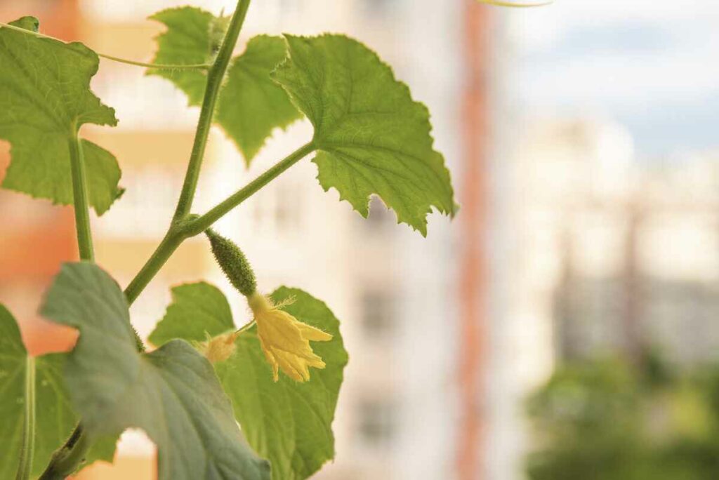 Cucumber plant with young fruits and yellow flowers in front of high-rise building. Home vegetable gardening with city landscape on the background. Stay home vegetables cultivation. Grow cucumbers indoors.