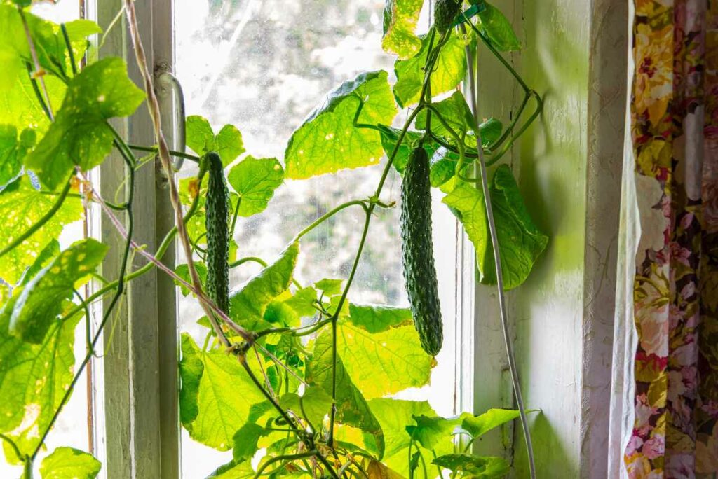 Growing cucumbers at home on a window sill, grow cucumbers indoors.