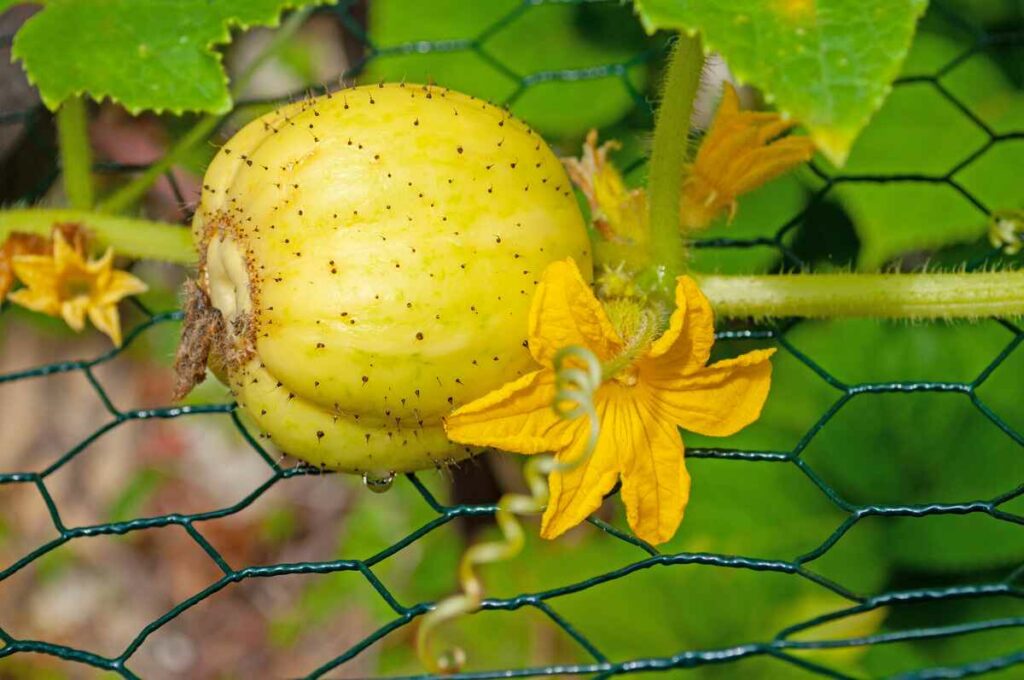 grow Lemon cucumber with bloosom in the garden