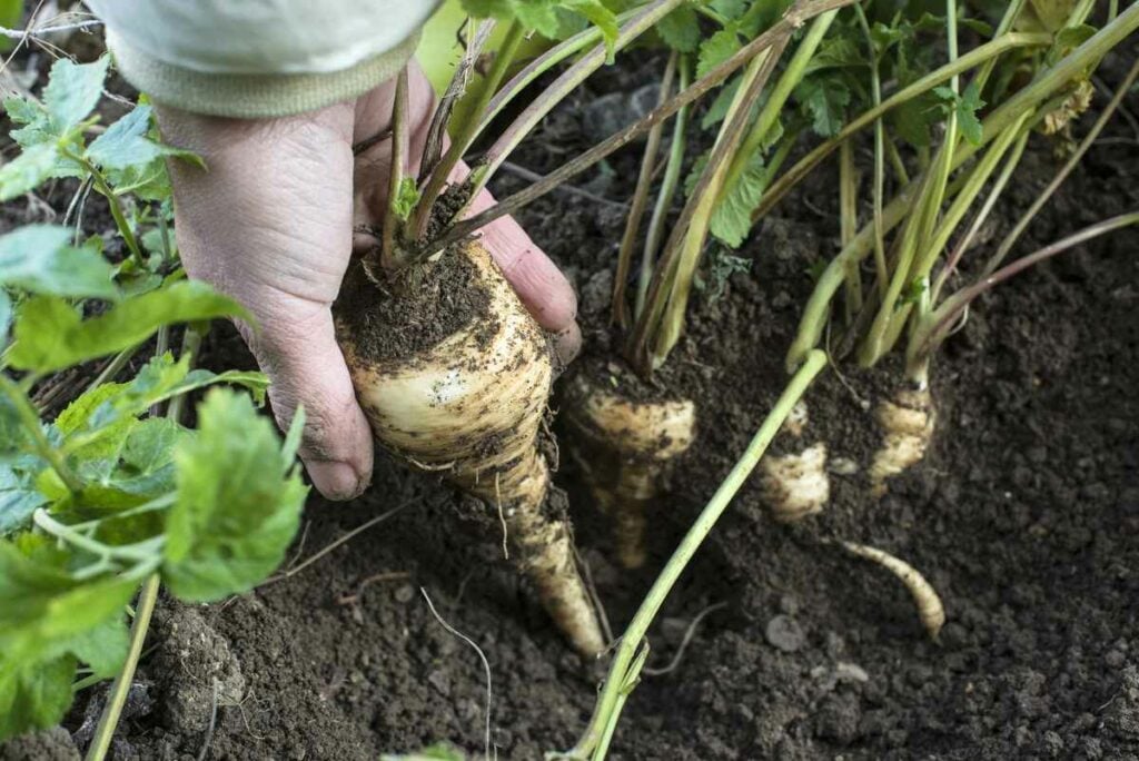 Close up parsnips in the garden. Woman pulls out parsnips. Grow parsnips in containers.