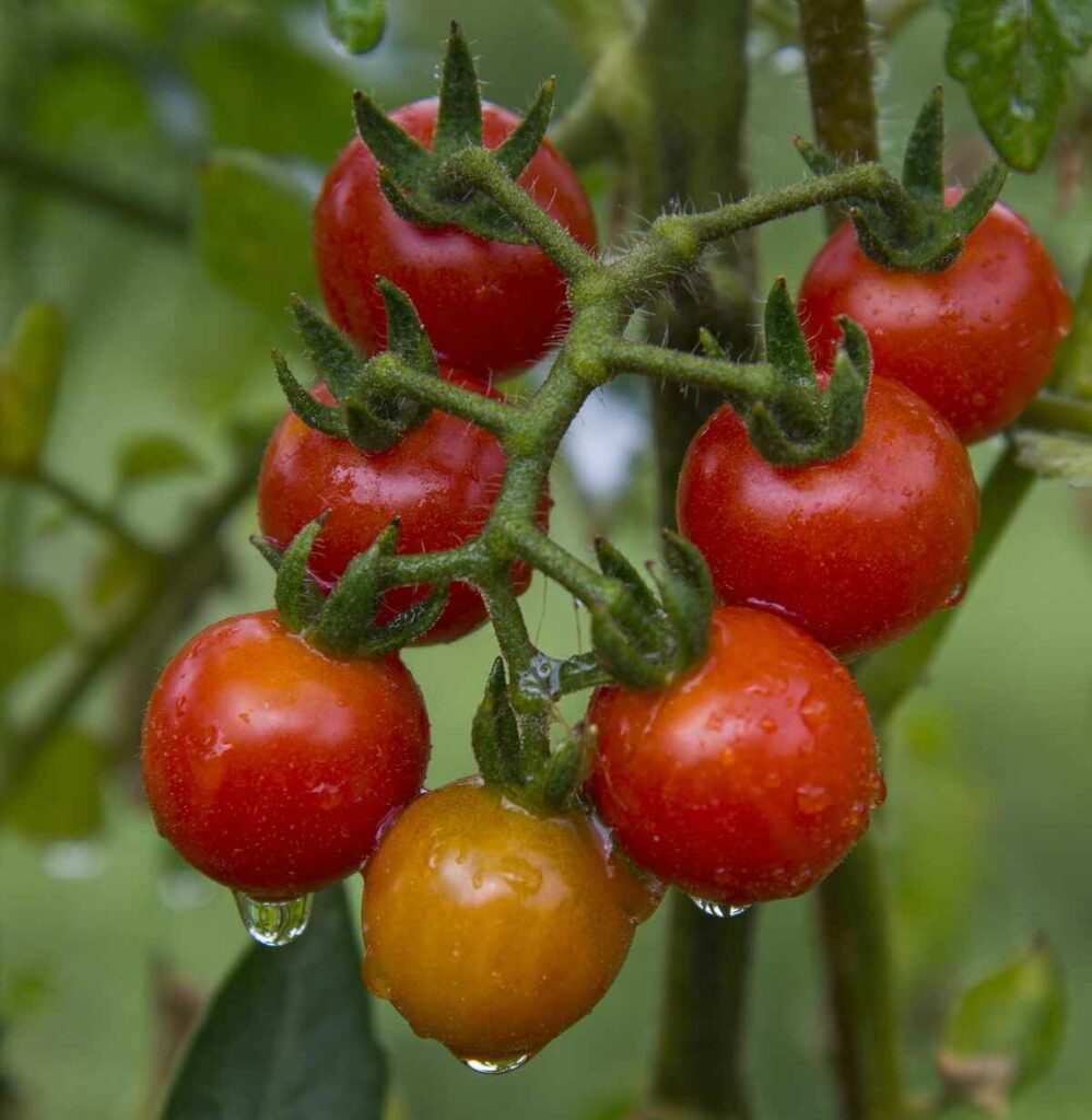 Branch of red tomatoes, grow tomatoes in indirect sunlight