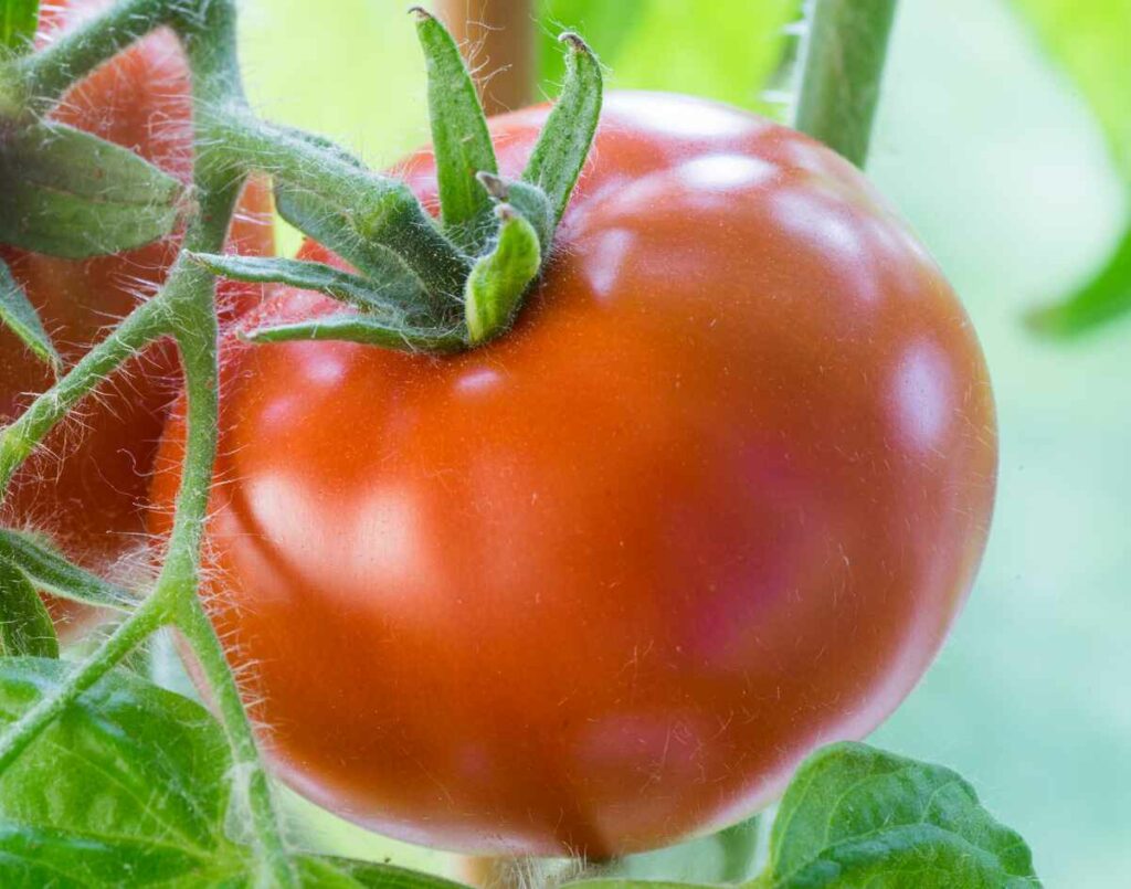 Ripe Tomatoes Growing on the Branches, Cultivated in the Garden, Gardening, Agriculture and Culinary Concept,  Food Background, Growth Tomato. Grow tomatoes in indirect sunlight