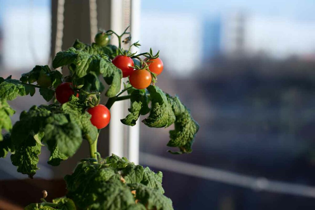 Grow Tomatoes Indoors In Winter!
