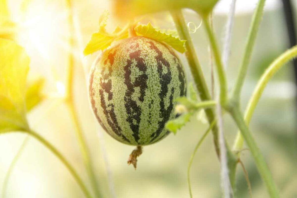 Small watermelon melon in a greenhouse on a branch when you grow watermelons in a pot