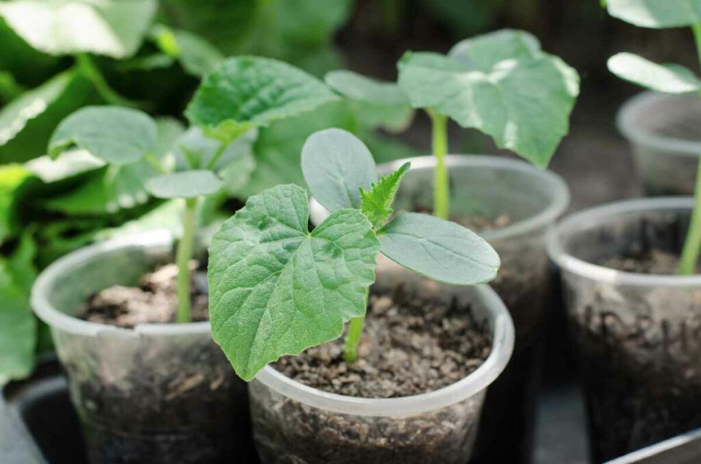 Seedlings of watermelons ready for planting in pots. Grow watermelons in pots.