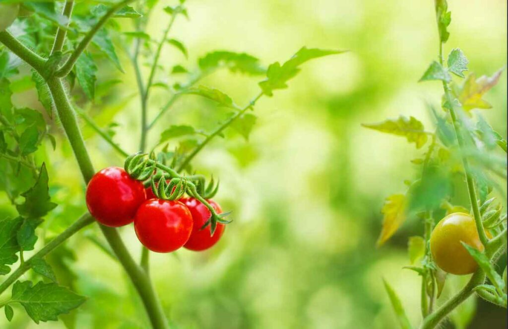 Grow Tomatoes In Indirect Sunlight: Best Tips